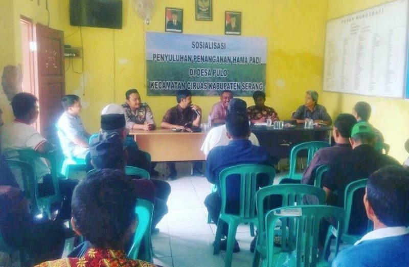 Bhabinkamtibmas Desa Pulo Hadiri Sosialisasi dan Penyuluhan Penanganan Hama Padi